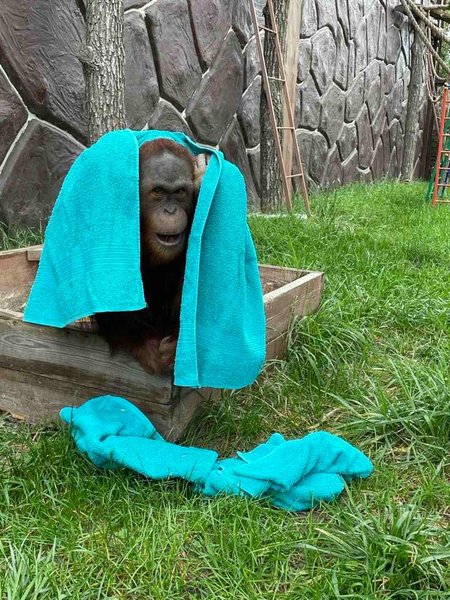 Обезьяна в зоопарке "12 месяцев"