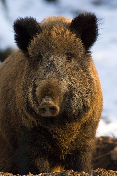 свині, кабан, гібрид, суперсвиня, порода, риси, продуктивність, вид, місцеві тварини, інвазивний вид, порося, домашні тварини, сільське господарство