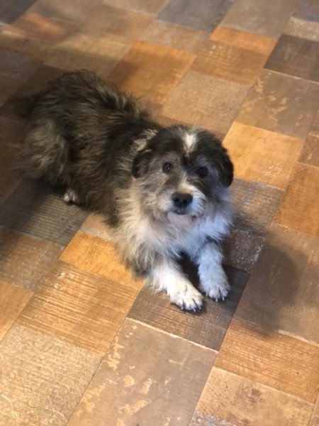 История спасения, спасение, пропавший ребенок, Винницкая область, Национальная полиция, полиция, нашли ребенка, спас пес, ребенка спас пес