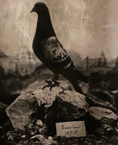 поштовий голуб, армія, голубина пошта