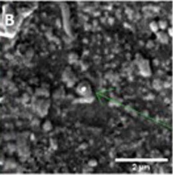 досонякове зерно