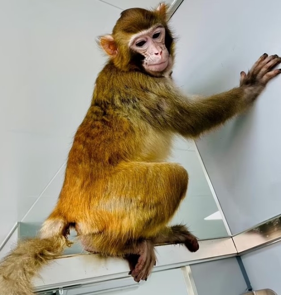 rhesus macaque clone