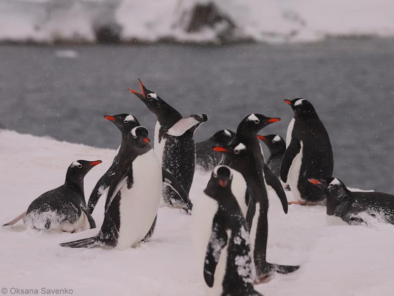 Пингвины дженту возле украинской станции "Академик Вернадский"