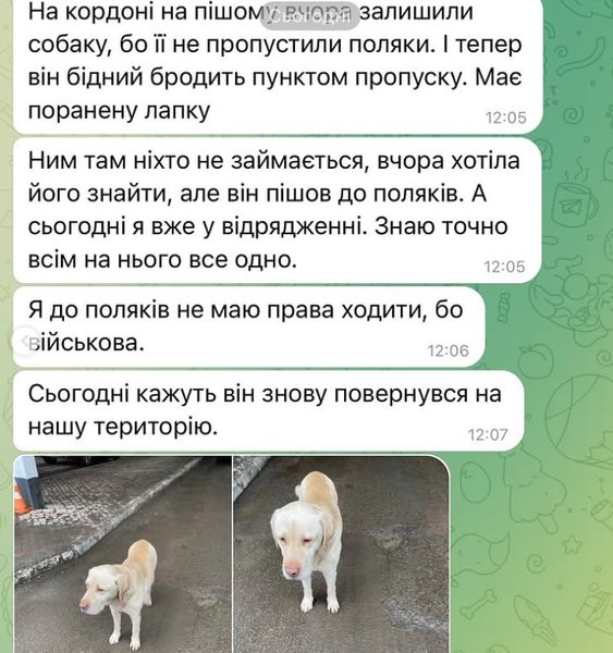 порятунок тварин, покинутий собака, покинули собаку, КПП, кордон, прикордонний пункт, прикордонники, собаки, Польща