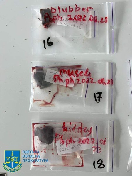 погибшие животные, война в украине, дельфины, вс рф