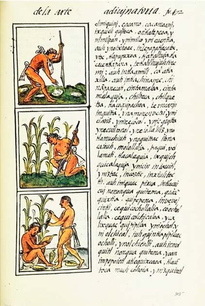 ацтеки, господарство, суспільство, імперія, ремесла, торгівля, культура, мистецтво, жерці, релігія, ритуал, жертвоприношення, продукти