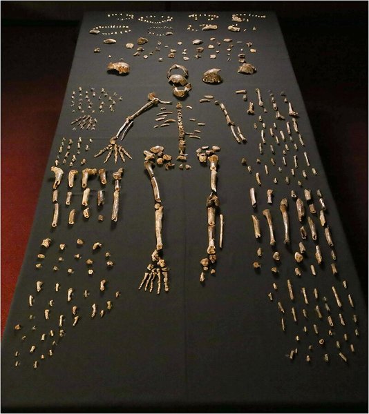 Homo naledi