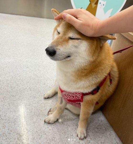 Пес, собака, мем, Больци, Качок Доге и Чимс, животные, болезнь