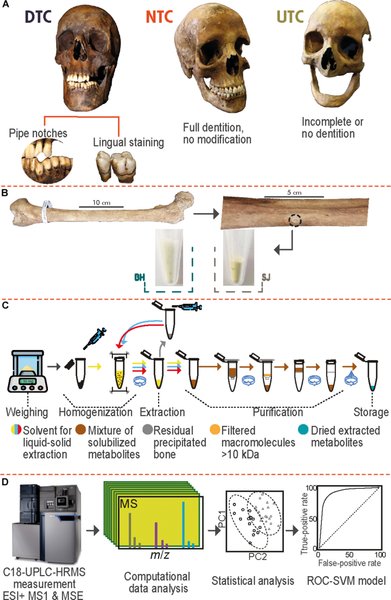 историки, ученые, курильщики, кости, табак, скелет, зубы, курение, метаболиты, анализ, Англия, исследование