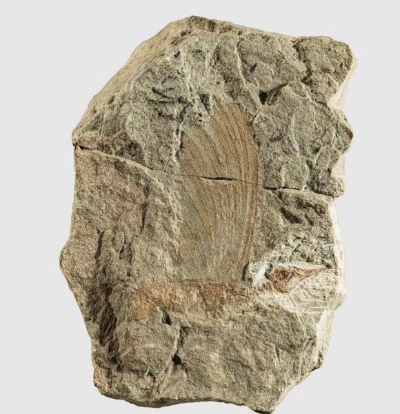 стародавня рептилія з ірокезом