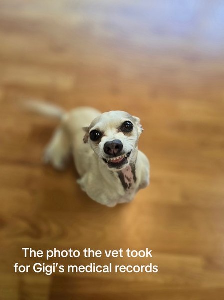 Джиджи у ветеринара