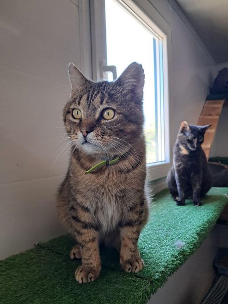 кот Жовтень, кот, коты, кошки, кот приют