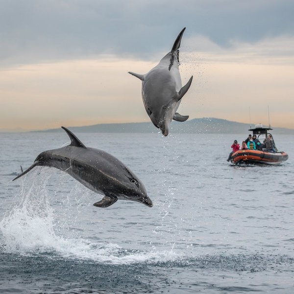 Косатки и дельфины
