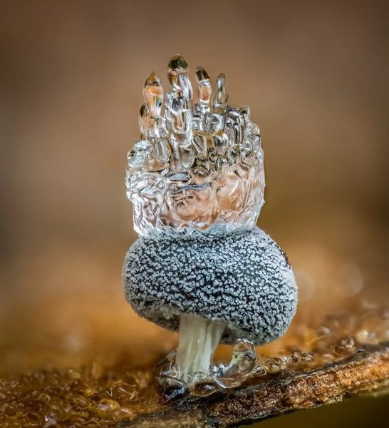 слизевик крижана корона