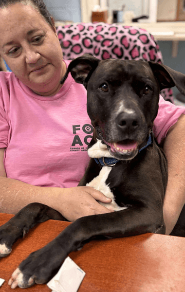 Собака Сієнна в притулку