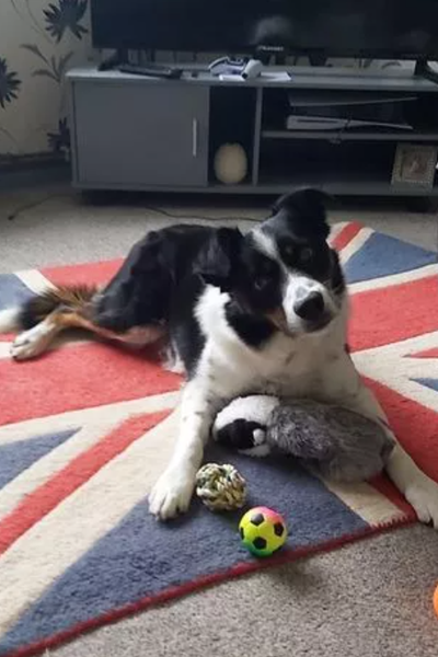 Самая умная собака Большой Британии, как научить собаку, воспитание пса, интеллектуальные игры, фото, животные, рекорды