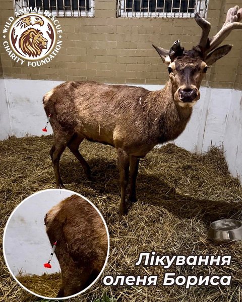 Оленя Бориса лечат после двух ДТП