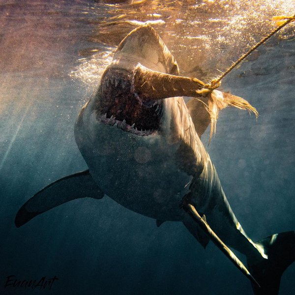 акулы мексика, акулы агрессия,