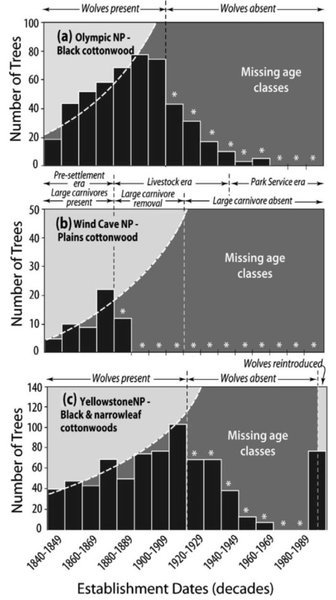 волки тополь графика