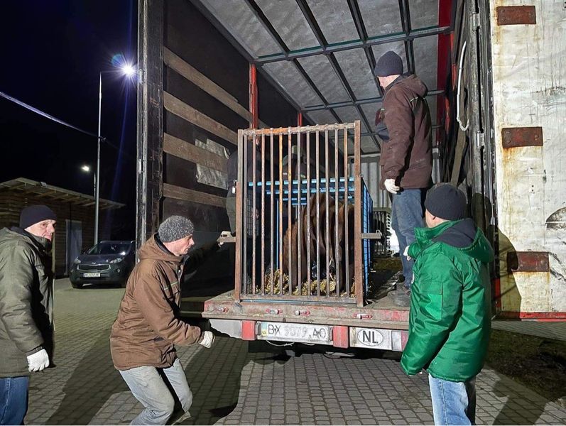 медведи, медвежий приют, защита медведей, спасение медведей, приют белая скала, домажир, приют домажир, домажир медведи