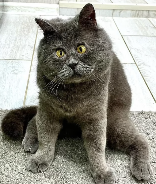 Кот с курьезной мордочкой стал звездой соцсетей, кот Федя, курьезы, животные, домашние любимцы