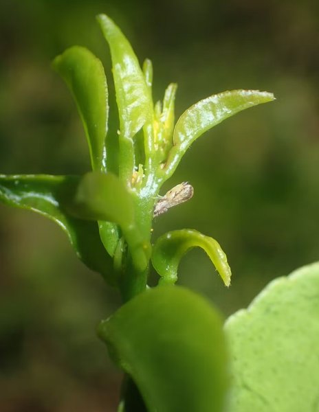 насекомое листоблошка