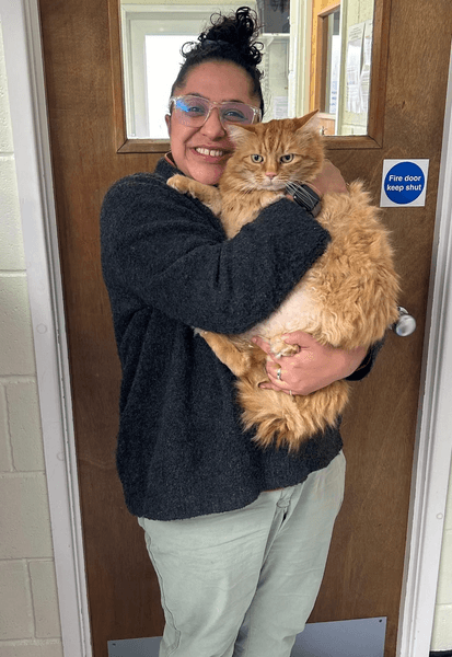 Кіт із зайвою вагою, кіт на дієті, тренажер для тварин, кіт на біговій доріжці, домашня тварина, дієта для тварин,