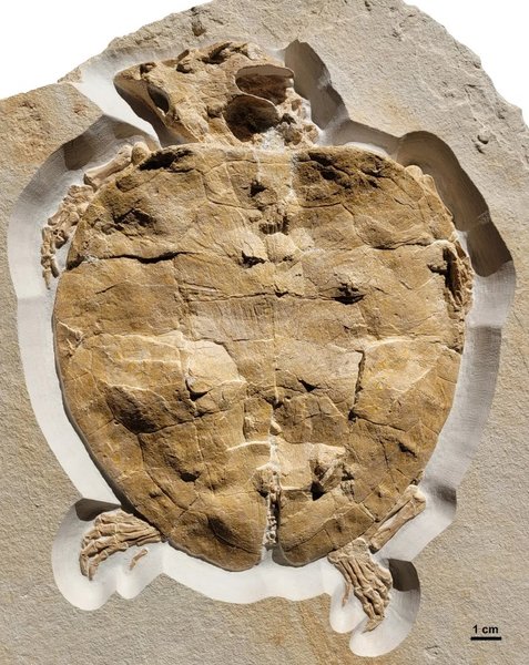 черепаха окаменелость