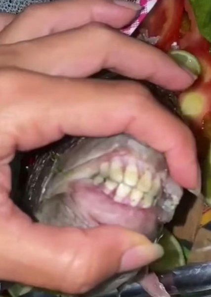 Рыба с человеческими зубами, рыба с жуткой улыбкой, необычная рыба, рыба похожая на человека, семья купила рыбу на ужин,