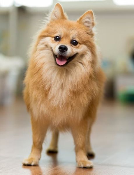 Собака научилась подниматься на лифте, как у нее это получилось, курьезы, приколы, интересности, невероятные истории из жизни