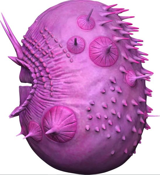 Ученим удалося створити тривимірну модель Saccorhytus