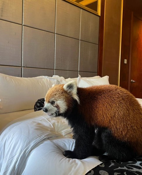 червона панда китайський готель