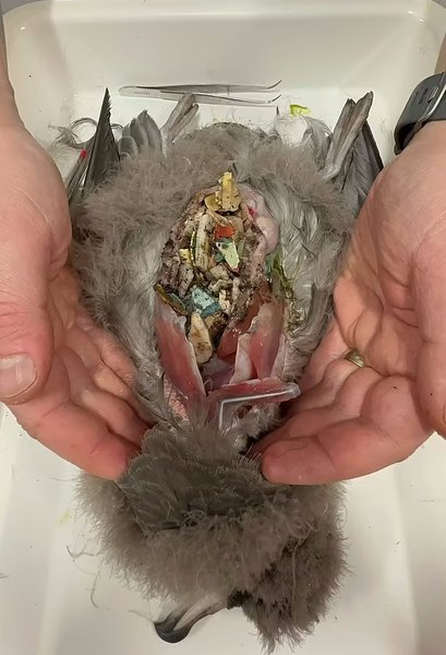 пластик у шлунках птахів