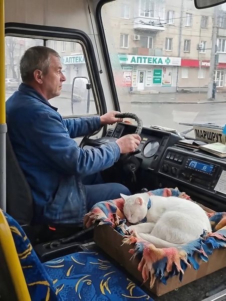 кіт маршрутка київ кіт маршрутка київ