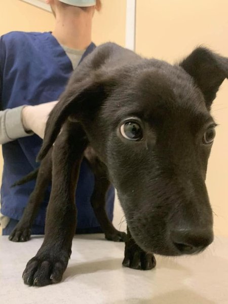 щенок, щенка, избили, киев, киевлянин, шевченковский, дело, жестокое обращение, животные