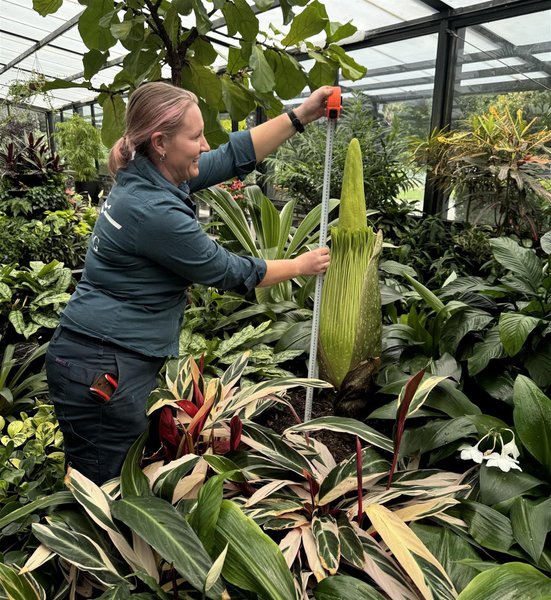 Трупна квітка, Австралія, Amorphophallus Titanum