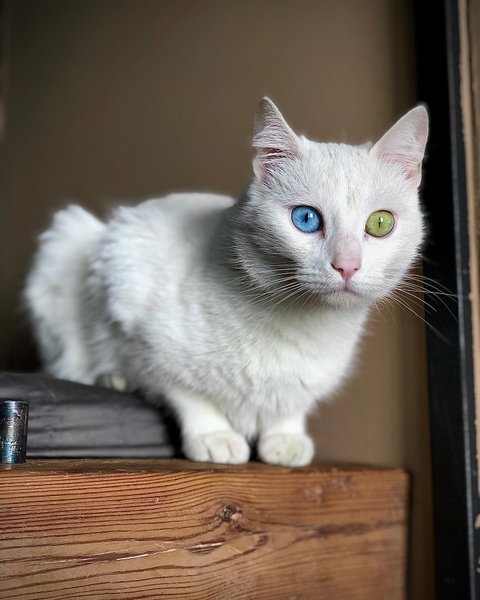 гетерохромия, белый кот