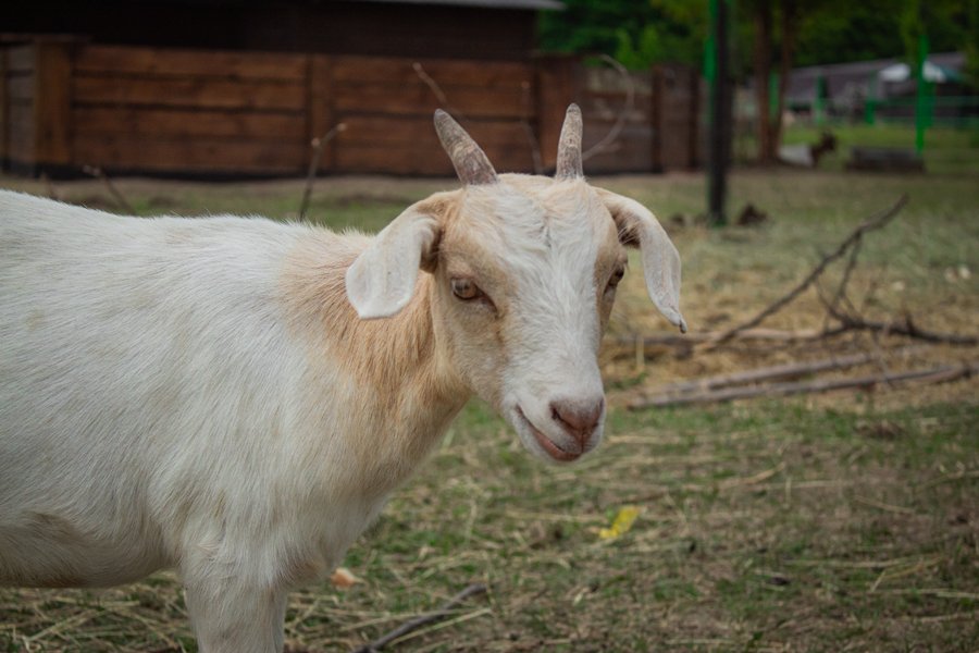 Фельдман Екопарк, екопарк харків, екопарк фельдмана, зоопарк фельдмана, фельдман