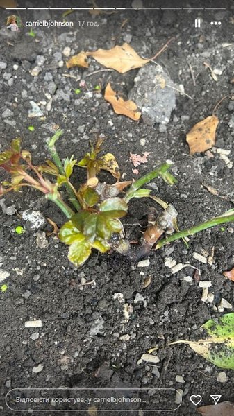 Роза, посаженная в честь крестин Франклина