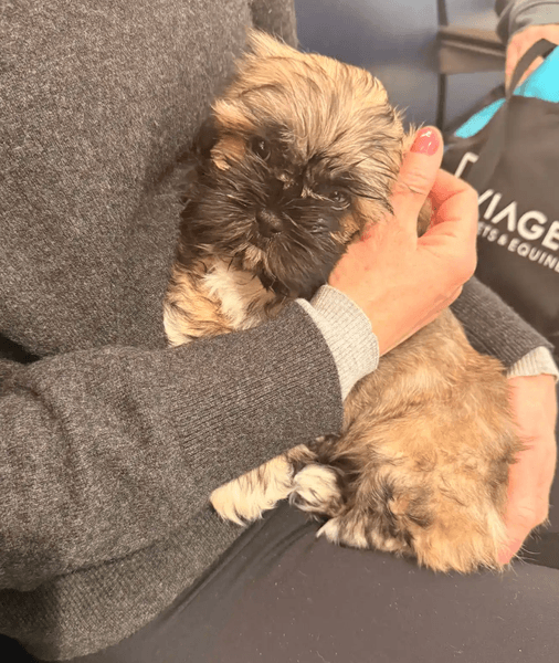 Маленьке цуценя породи ши-тцу сидить на руках в американки Венесси Джонсон