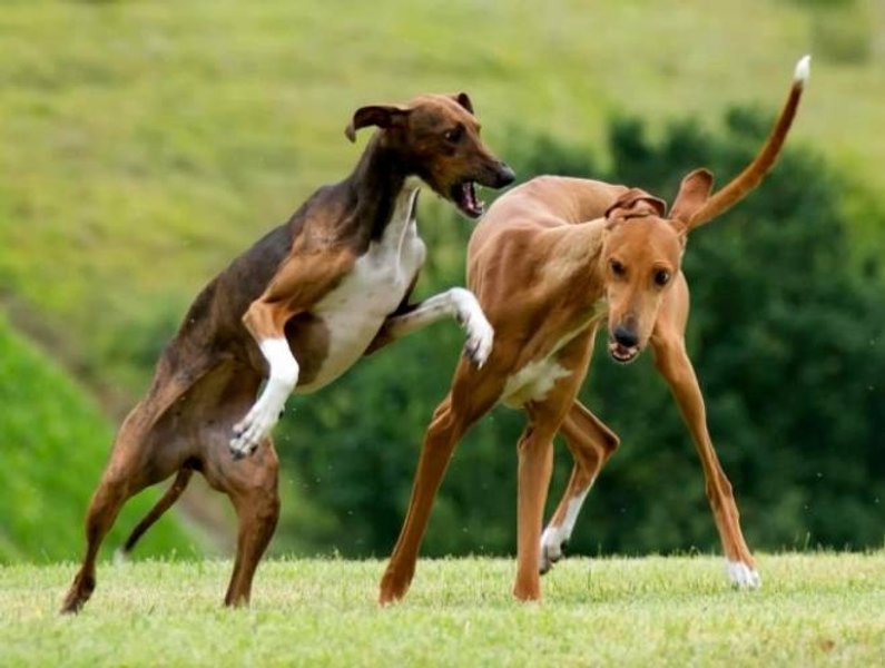 азавак, порода