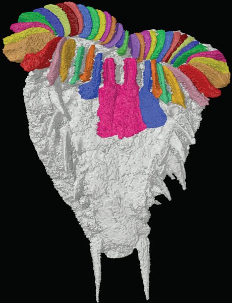 Вчені вивчили скам'янілість стародавнього організму