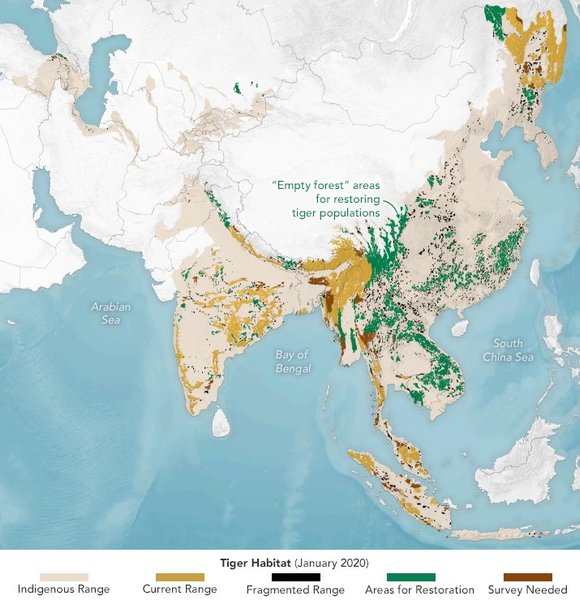 тигры популяция