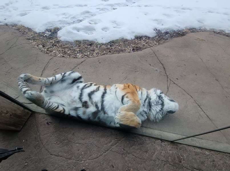 тигр путин умер, путин умер, тигр, зоопарк миннесоты, путин сдох