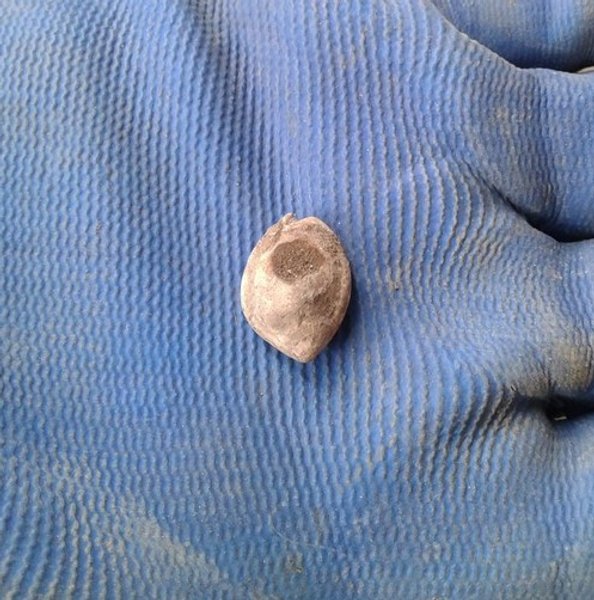 Ракушка, ювелирное украшение, Марокко