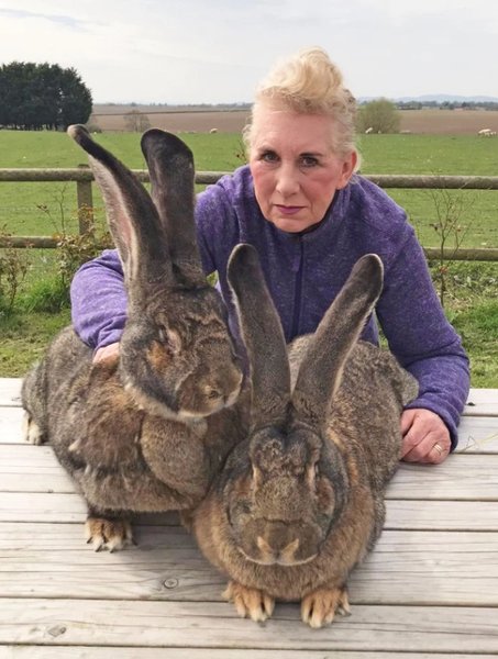 аннет эдвардс, модель, кролики-рекордсмены