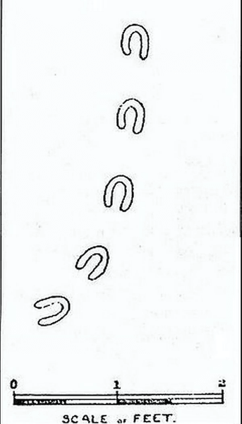 "Следы Сатаны", тайна следов Сатаны, исследования, курьезы, следы на снеге, сильная метель, большая кошка, следы от копыт