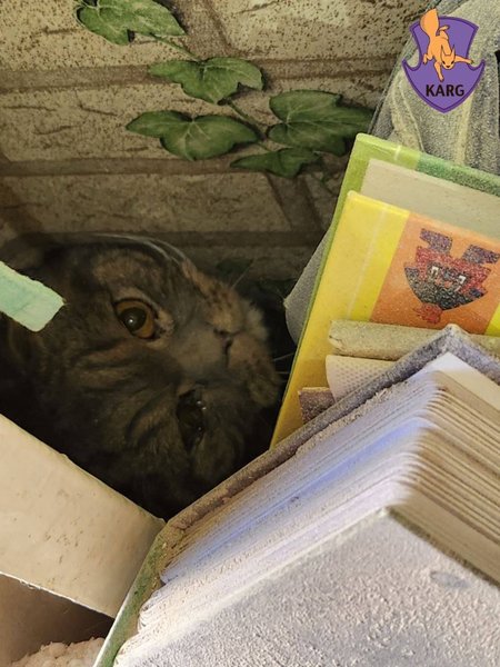 кот под завалами, спасение кота в киеве