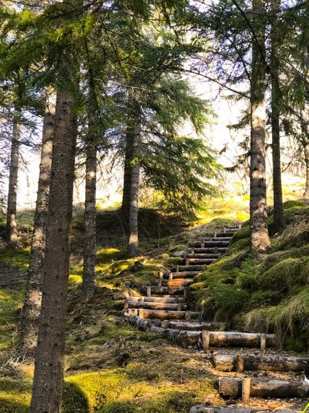 исландия, лес, объятия с деревьями, деревья