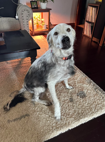 Черная собака за два года стала полностью белой, витилиго у животных, заболевания, диагнозы